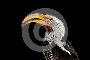 Yellow-billed hornbill portrait on black