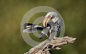 Yellow Billed Hornbill preening, Botswana