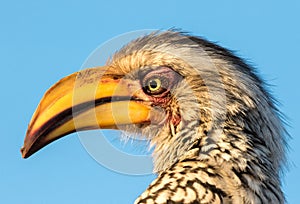 A Yellow-billed Hornbill`s face photographed close