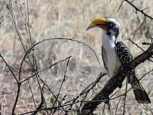 Cargado cálao, Kenia 