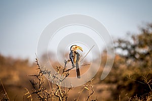 Yellow-billed hornbill sitting on a branch