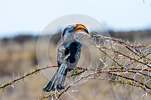 A yellow-billed hornbill sitting on a Branch