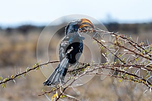 A yellow-billed hornbill sitting on a Branch