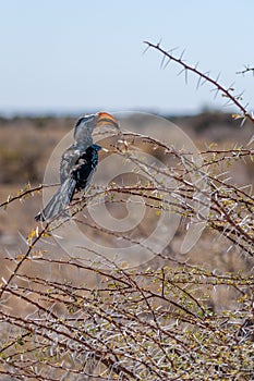 A yellow-billed hornbill sitting on a Branch