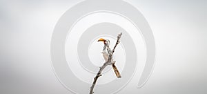 A Yellow-billed hornbill sitting on a branch.