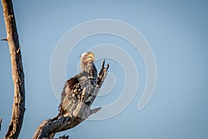 Yellow-billed hornbill sitting on a branch.