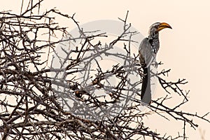 Yellow-billed hornbill sitting on a branch in the Etosha National Park, Namibia.