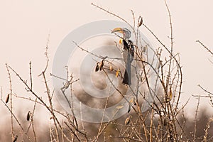 Yellow-billed hornbill sitting on a branch in the Etosha National Park, Namibia.