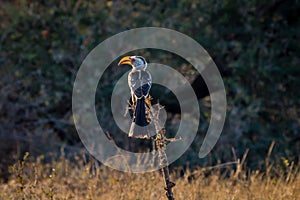 Yellow billed hornbill sitting in a branch, Hwenge national park
