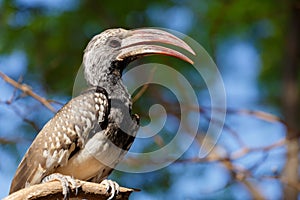 Yellow-billed Hornbill sitting on a branch and rest