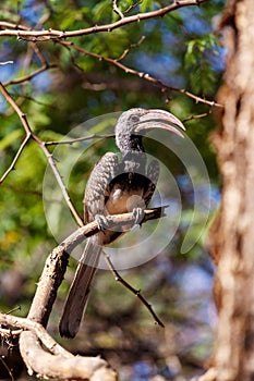 Yellow-billed Hornbill sitting on a branch and rest