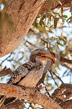 Yellow Billed Hornbill sitting on a tree branch