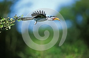 YELLOW BILLED HORNBILL tockus flavirostris, ADULT IN FLIGHT, KENYA