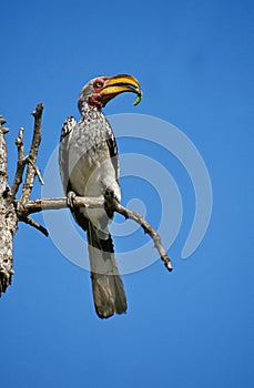 Yellow Billed Hornbill, tockus flavirostris, Adult standing on Branch, Caterpillar in its Beak, Kenya