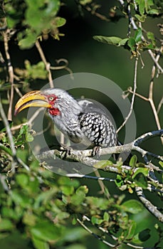 Yellow Billed Hornbill, tockus flavirostris, Adult standing on Branch, South Africa