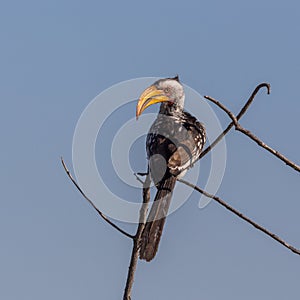 Yellow-billed hornbill tockus flavirostris sitting on branch