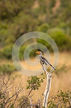 Yellow billed hornbill  Tockus Leucomelas on a branch, Pilanesberg National Park, South Africa.