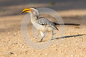 Yellow billed hornbill walking on ground looking and begging for