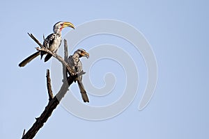 Yellow Billed Hornbills 1