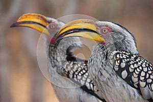 Yellow Billed Hornbills