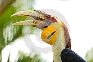 Yellow Billed Hornbills