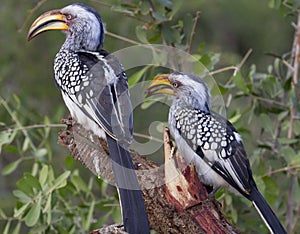 Yellow Billed Hornbills - Nwanetsi Kruger National Park