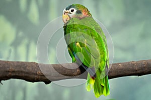 Yellow-billed Jamaican amazon, Amazona collaria, green parrot sitting on the branch in the nature habitat, Jamaica. Bird in the photo
