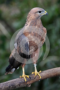 Yellow Billed Kite Bird