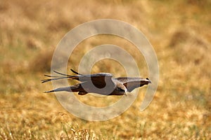 Yellow-billed Kite in flight