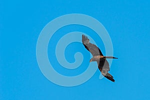 A Yellow Billed Kite Milvus aegyptius hunting