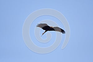 Yellow-billed kite, Murchison Falls National Park, Uganda