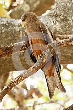 Yellow Billed Kite - Okavango Delta - Moremi N.P.