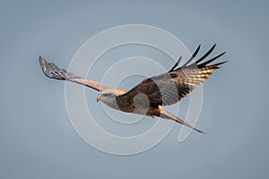 Yellow-billed kite soars under perfect blue sky