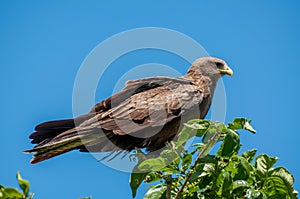 Yellow Billed Kite on top of a Tree