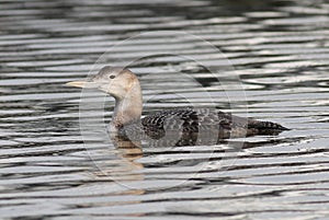 Yellow-billed Loon on the Washington Coast