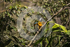 Yellow-billed macaw Ara ararauna in Yungas, Coroico, Bolivia