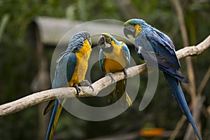 Yellow-billed macaw Ara ararauna in Yungas, Coroico, Bolivia