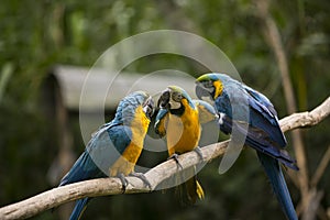 Yellow-billed macaw Ara ararauna in Yungas, Coroico, Bolivia