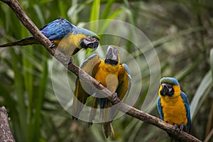 Yellow-billed macaw Ara ararauna in Yungas, Coroico, Bolivia