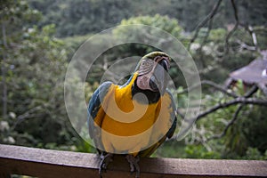 Yellow-billed macaw Ara ararauna in Yungas, Coroico, Bolivia