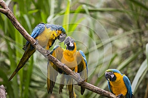 Yellow-billed macaw Ara ararauna in Yungas, Coroico, Bolivia