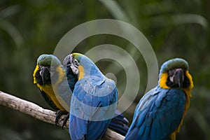 Yellow-billed macaw Ara ararauna in Yungas, Coroico, Bolivia