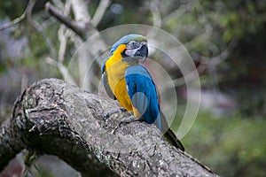 Yellow-billed macaw Ara ararauna in Yungas, Coroico, Bolivia photo