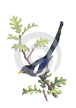 Yellow-billed Magpie (Pica nuttalli) on an oak branch photo