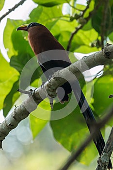 Yellow-billed malkoha Phaenicophaeus calyorhynchus in Tangkoko National Park