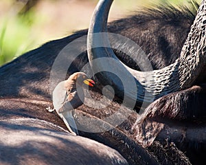Yellow billed ox-pecker on buffalo