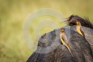 Yellow-billed Oxpecker Buphagus africanus on an african buffalo, Lake Mburo National Park, Uganda.