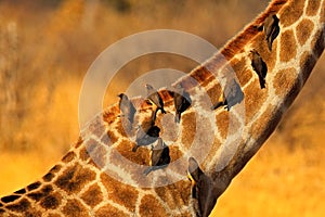 Yellow-billed Oxpecker, Buphagus africanus, birds on the girafe neck, Hwange National Park, Zimbabwe