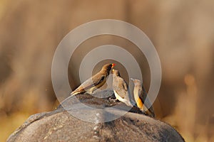 Yellow-billed oxpecker, Buphagus africanus, in brown fur of big buffalo. Bird behaviour in savannah, Kruger National Park, South