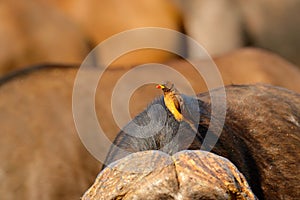 Yellow-billed oxpecker, Buphagus africanus, in brown fur of big buffalo. Bird behaviour in savannah, Kruger National PArk, South A